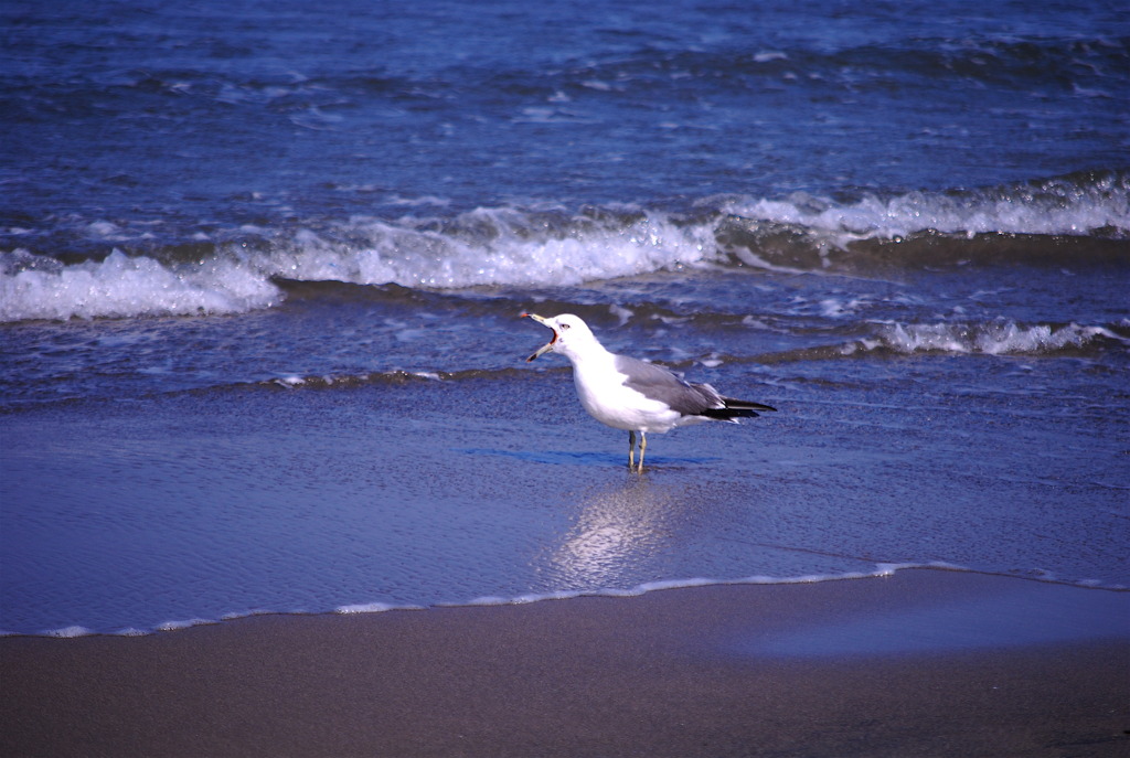 海のバカヤロー！