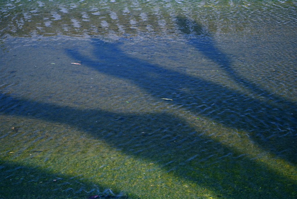 鯉は水で泳げ