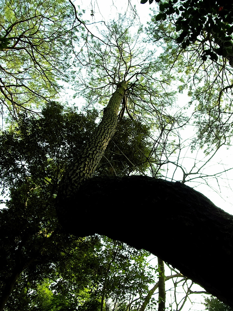 木は生きている