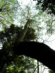 木は生きている