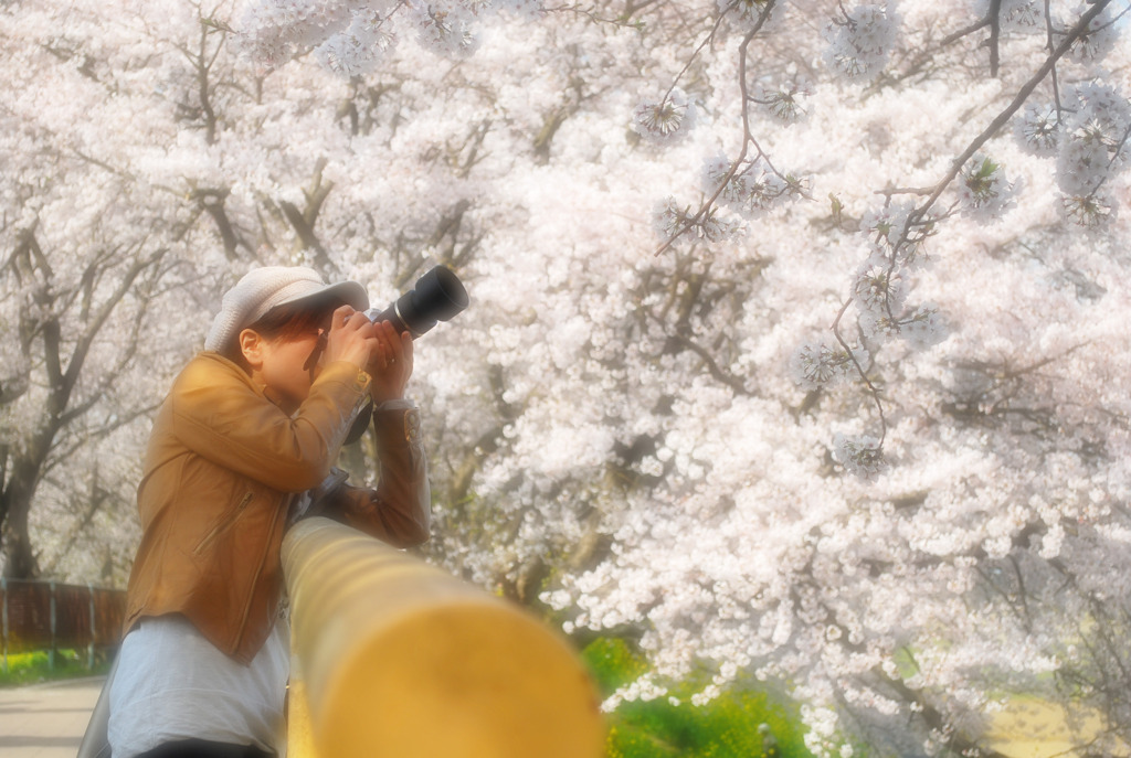 タムキューと桜