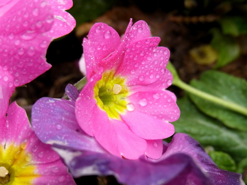 雨上がりの花たち　6
