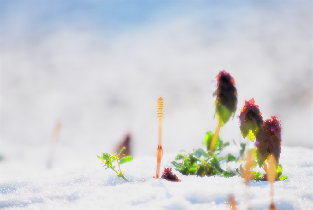 名残雪