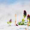 名残雪