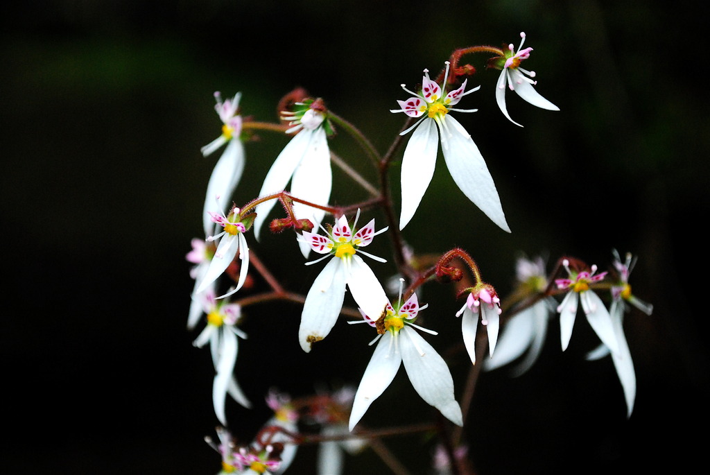 川沿いの花