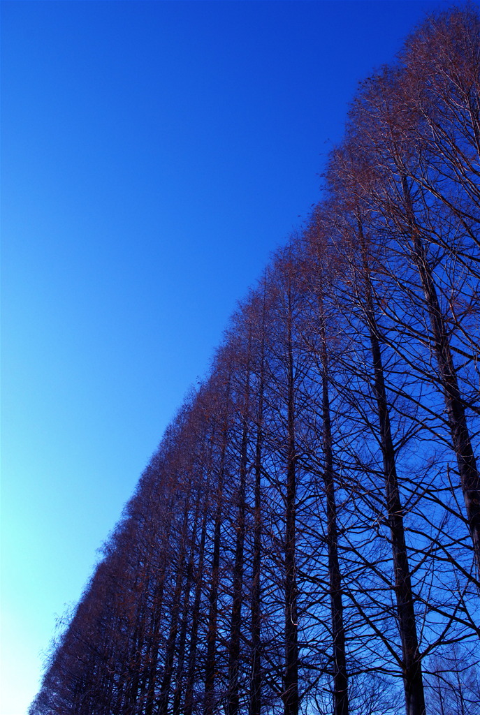 木々の整列