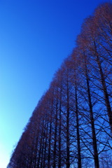 木々の整列
