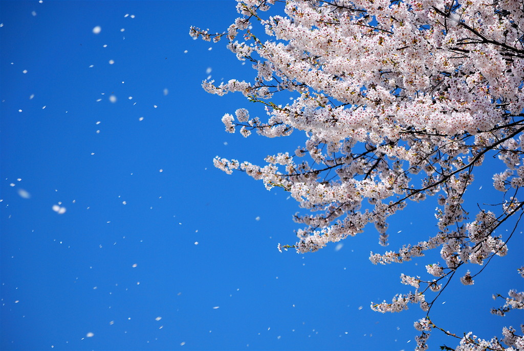 春の雪