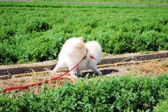 風に押されるの図