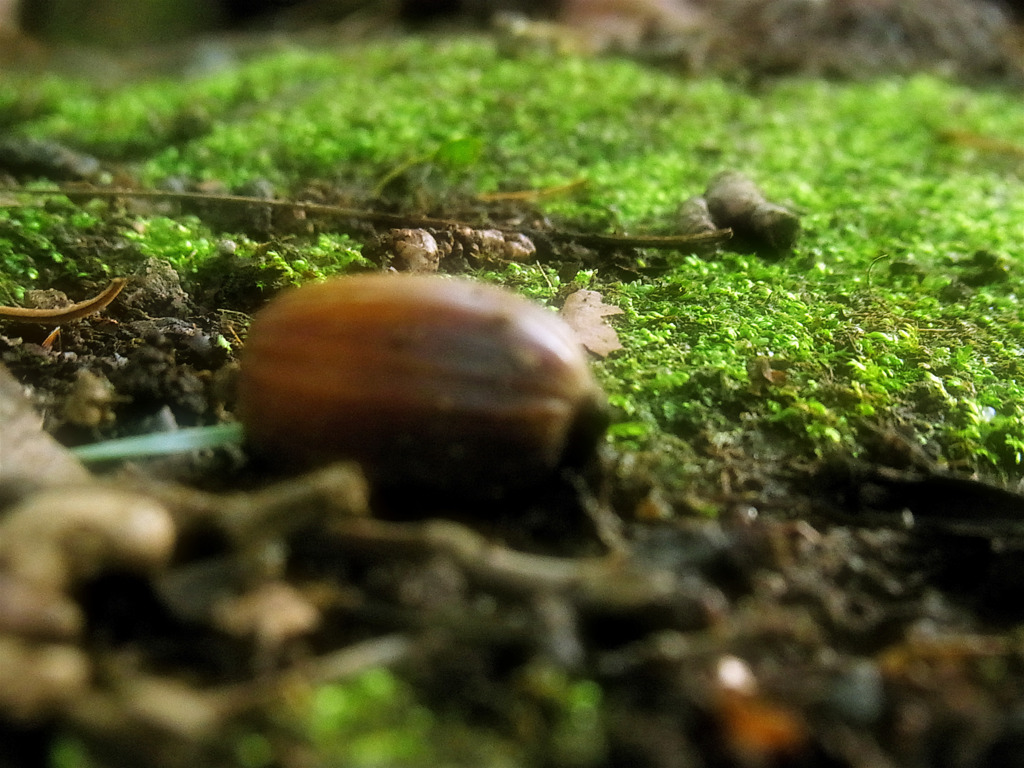 朽ちるもの芽吹くもの
