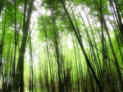 雨の竹林