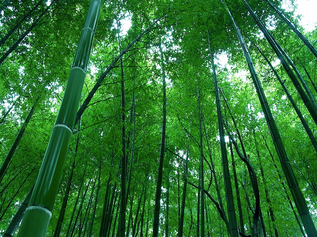 濡れる竹林