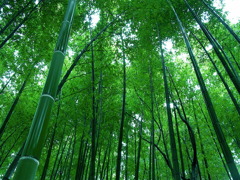 濡れる竹林