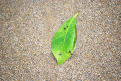 波に乗って辿り着いた葉