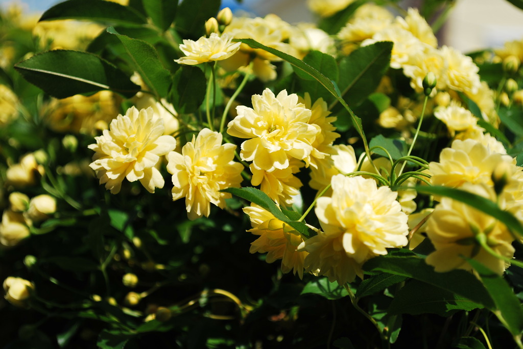 モッコウバラ１