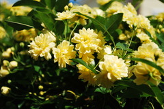 モッコウバラ１