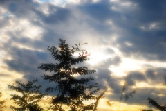 雨上がりの空に向かって