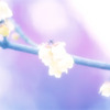 まどろみ