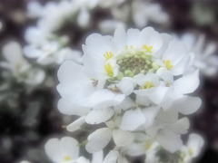 道ばたに咲く花