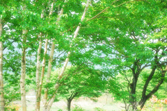 緑に、白のアクセント