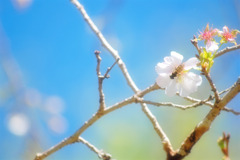 冬桜