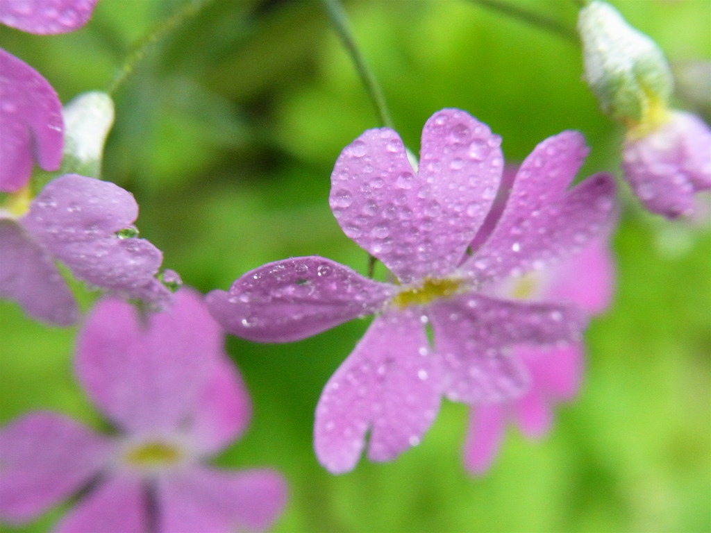 雨上がりの花たち　4