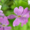 雨上がりの花たち　4