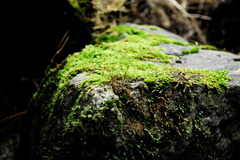 苔むす岩