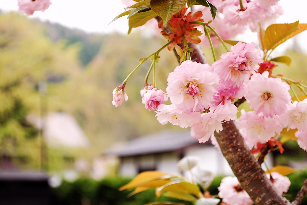 北国に咲く八重桜