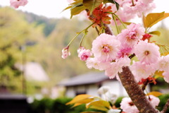 北国に咲く八重桜