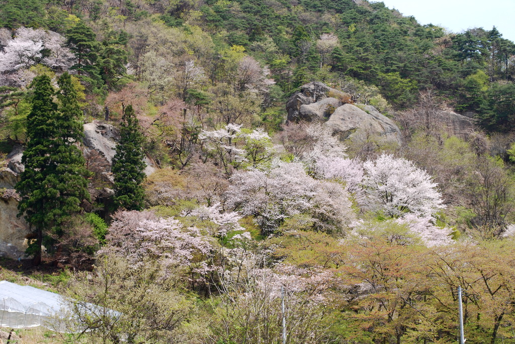 山桜