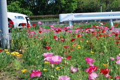 クルマにポピー