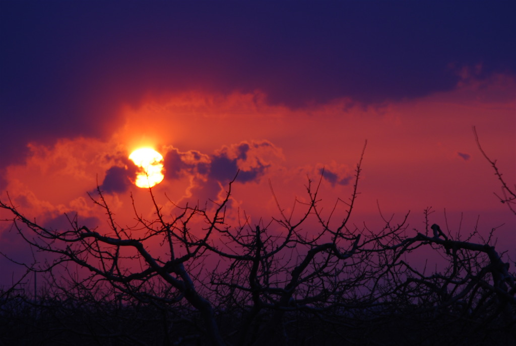 リンゴ畑の夕焼け