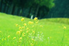 まきばの風に吹かれて