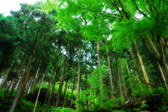 Deep Forest