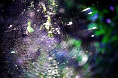 蜘蛛の糸