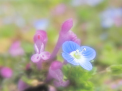 なかよし