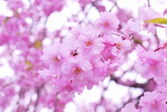 枝垂れ桜