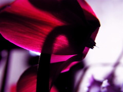 ワインレッドの心