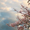 桜下の空
