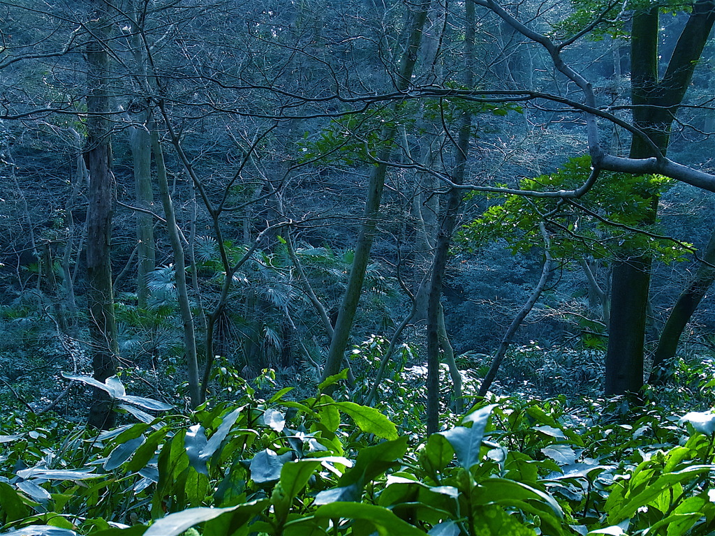 都心の武蔵野