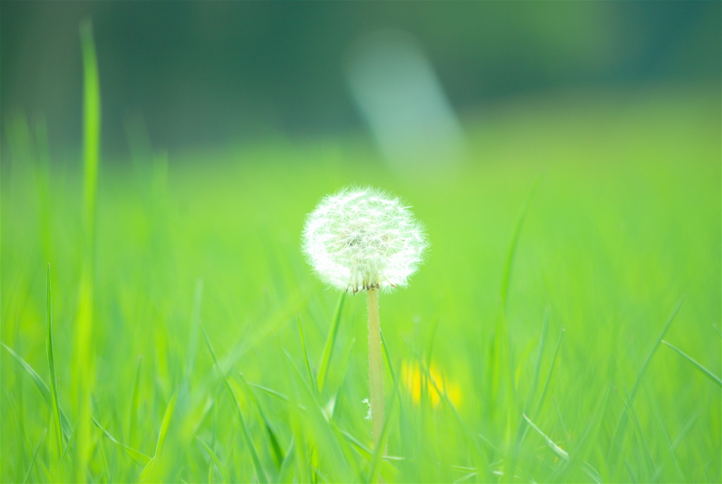 タンポポに黄の花びら