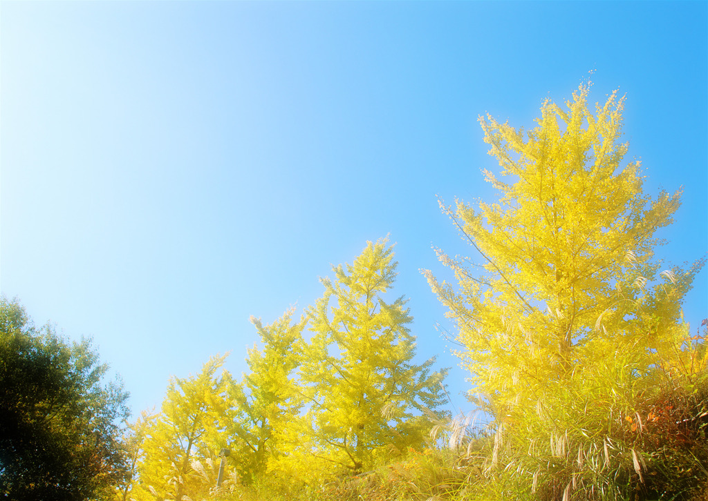 秋空に映える黄