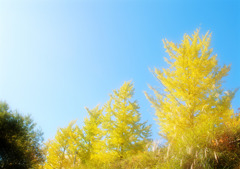 秋空に映える黄