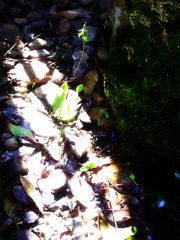 陽の当たる場所