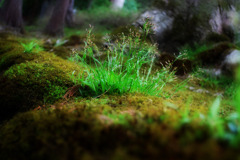 苔に息づく緑