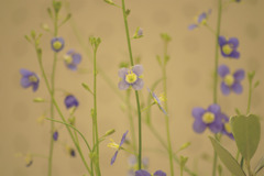 日本画のように