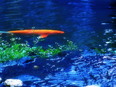 ゆるやかな流れ