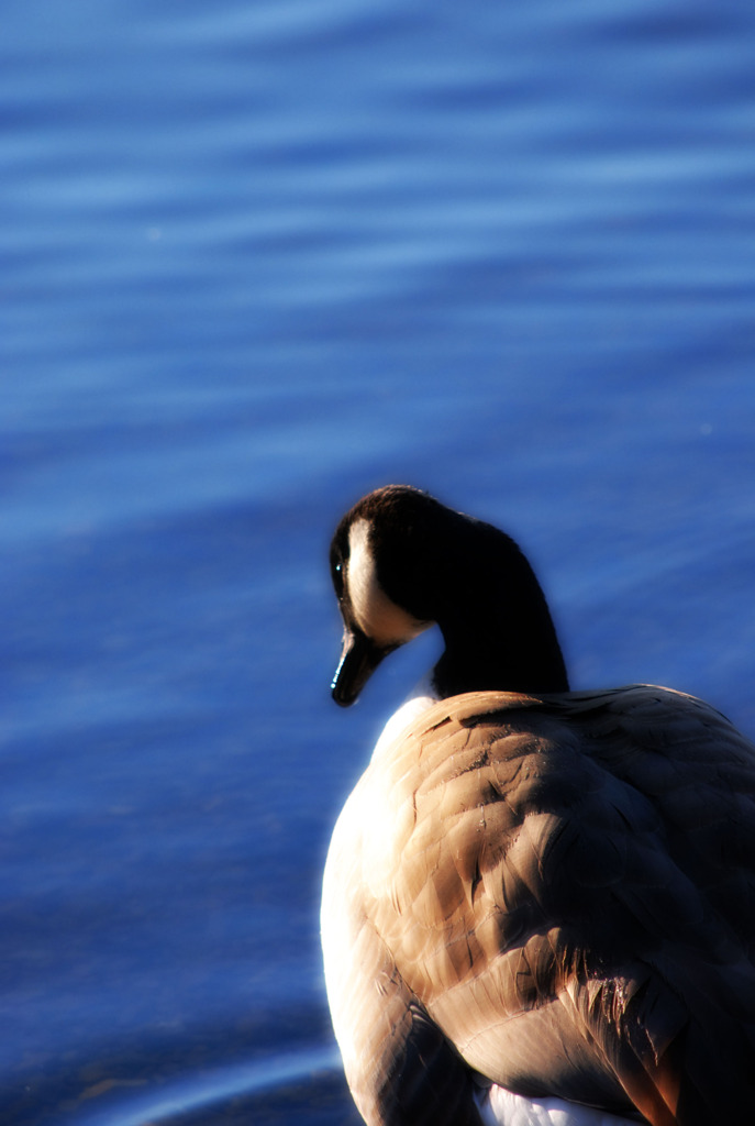 水鳥のいる風景