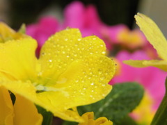 雨上がりの花たち　3